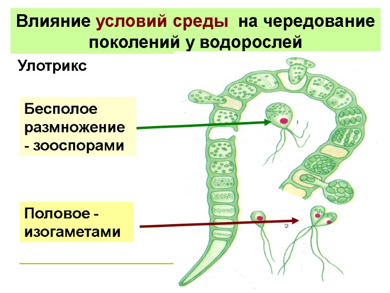 Влияние условий среды на чередование поколений у водорослей Улотрикс Бесполое размножение - Влияние условий среды на чередование поколений у водорослей Улотрикс Бесполое размножение -
